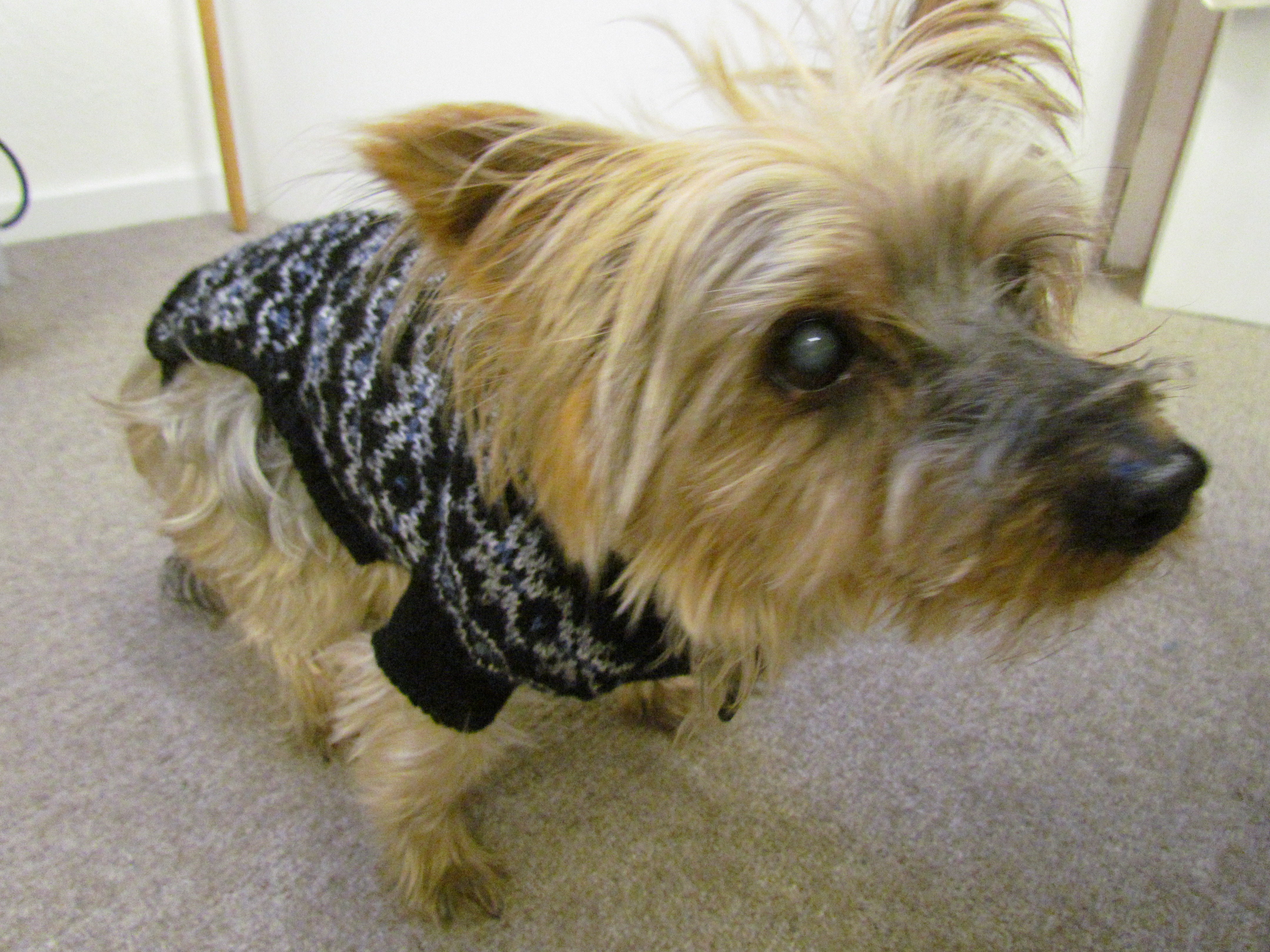 Toby's Christmas fashion