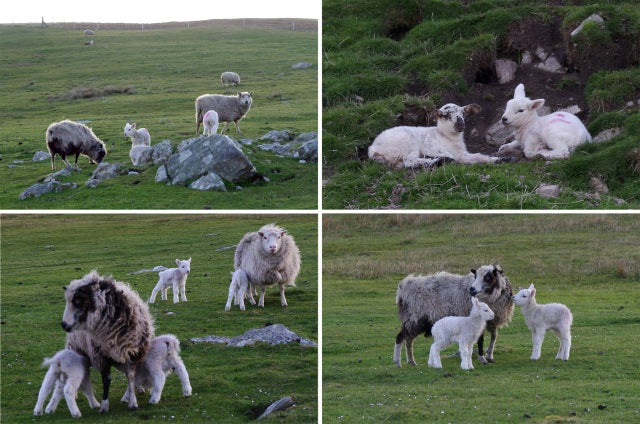 New Patterns for the Shetland Lambing Season 2013