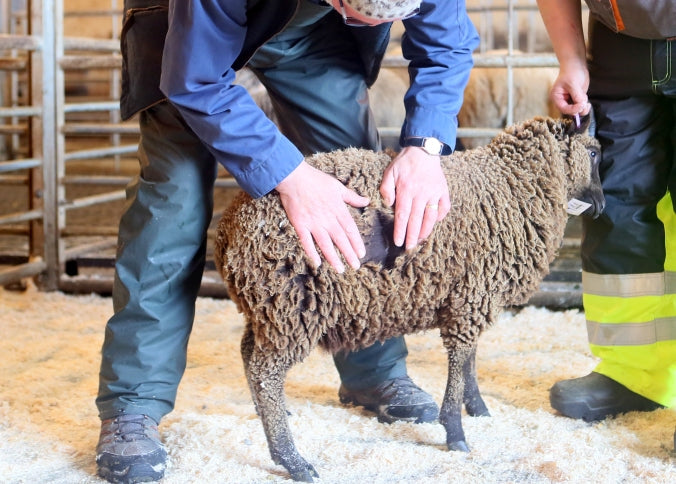 Dark Fawn Shetland Heritage