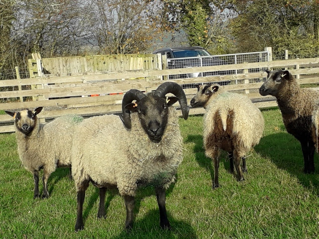 Olivers trip to Visit the Shetland Sheep Society