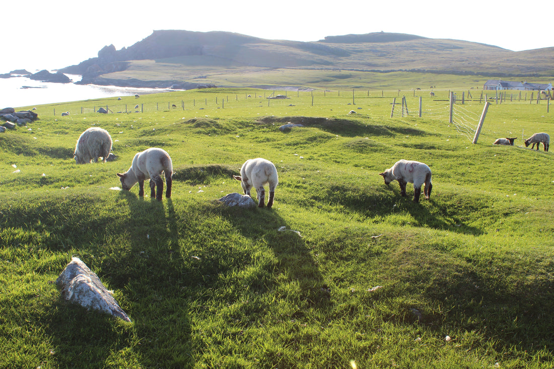 Real Shetland Wool - Part 2