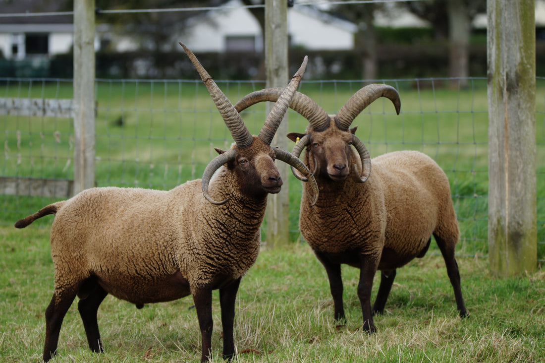 North Atlantic Native Sheep and Wool Conference
